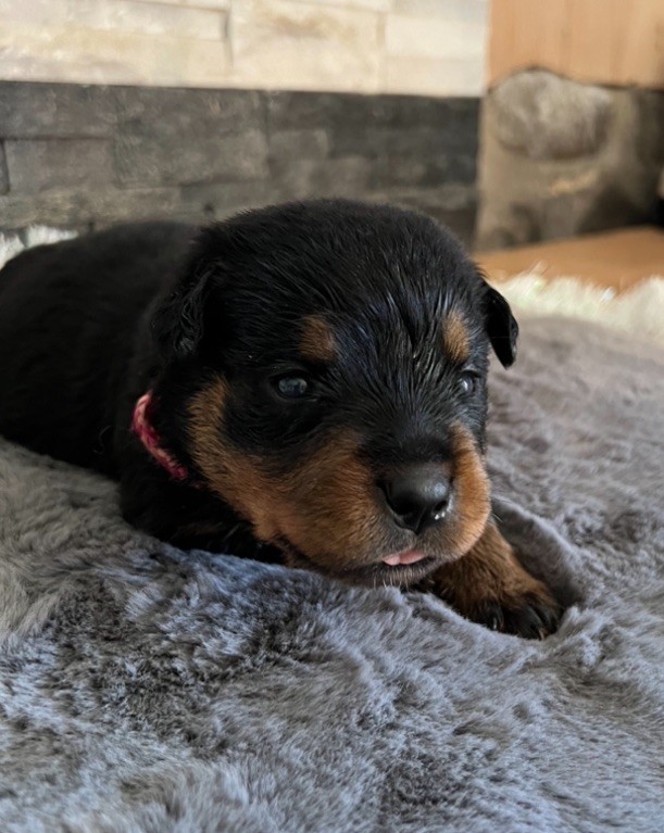 De La Légion De Rottweil - Chiot disponible  - Rottweiler