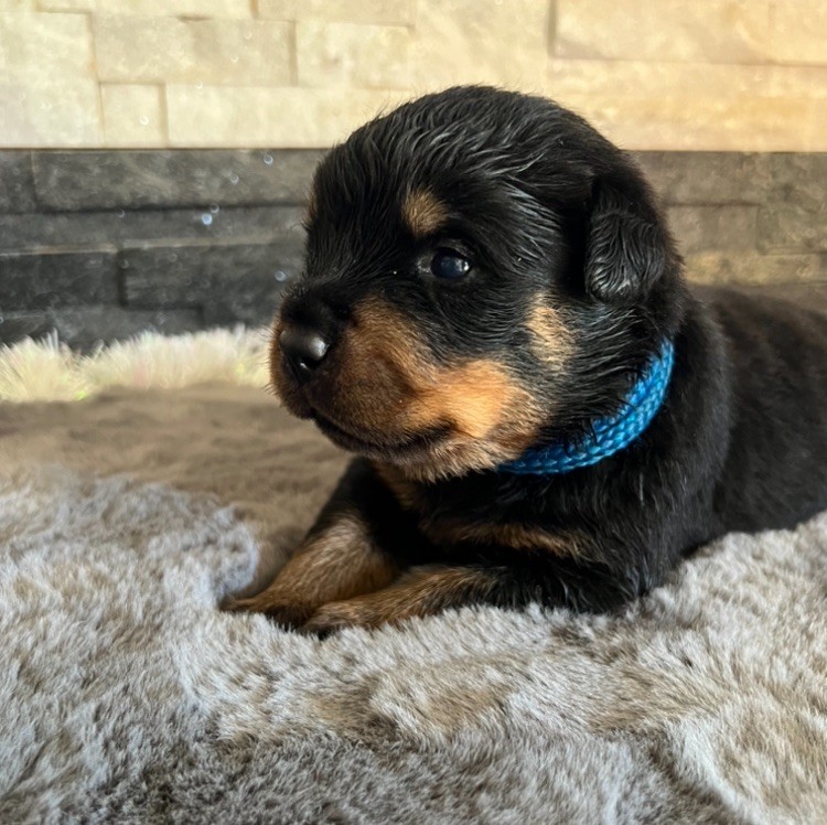 De La Légion De Rottweil - Chiot disponible  - Rottweiler