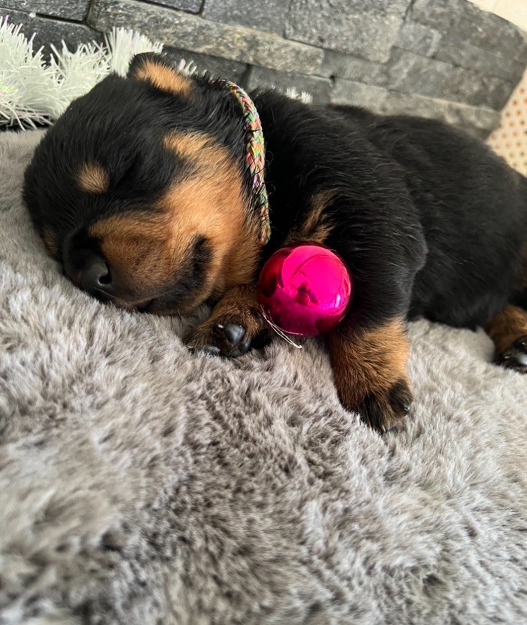 De La Légion De Rottweil - Chiot disponible  - Rottweiler