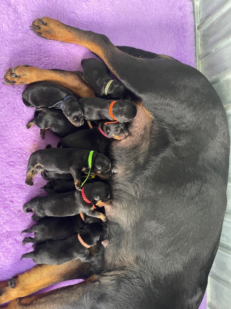 chiot Rottweiler De La Légion De Rottweil