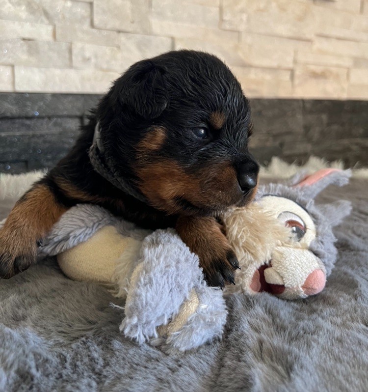 De La Légion De Rottweil - Chiot disponible  - Rottweiler