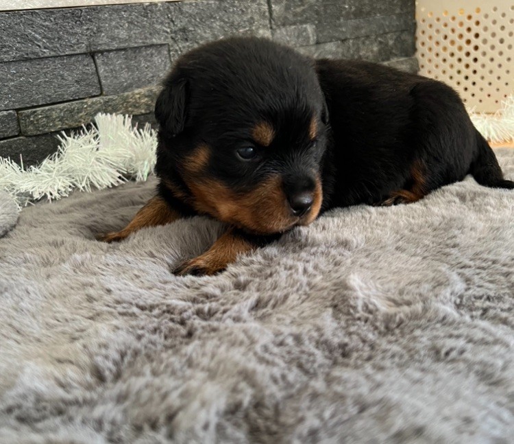 De La Légion De Rottweil - Chiot disponible  - Rottweiler