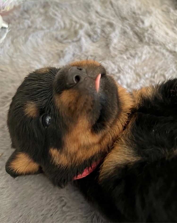 De La Légion De Rottweil - Chiot disponible  - Rottweiler