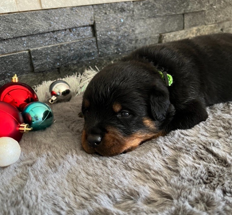 De La Légion De Rottweil - Chiot disponible  - Rottweiler