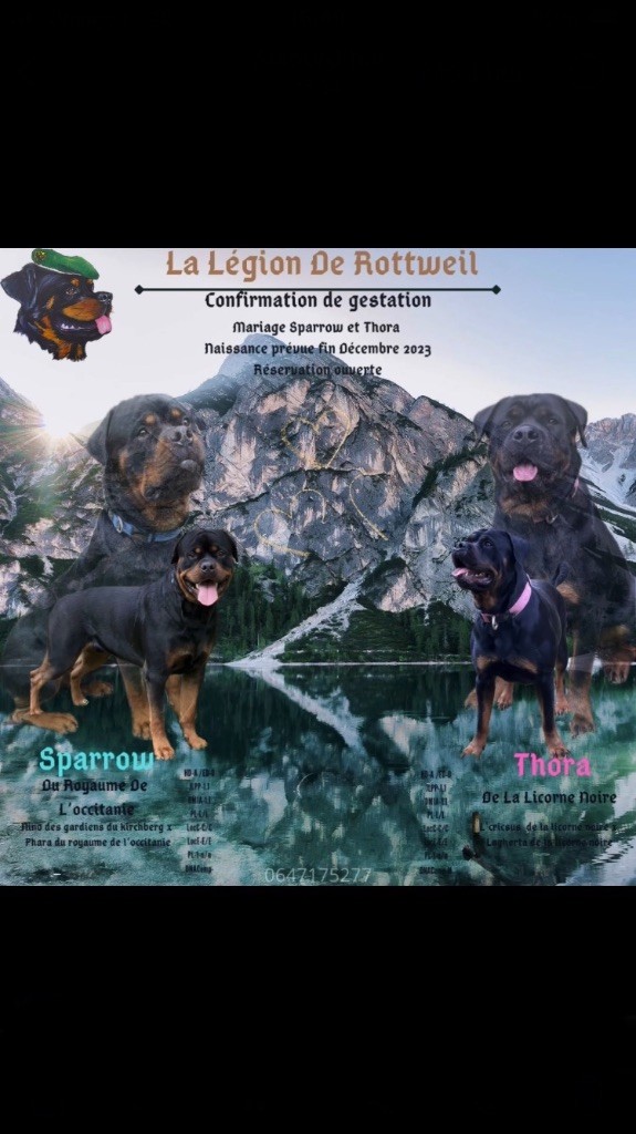 chiot Rottweiler De La Légion De Rottweil