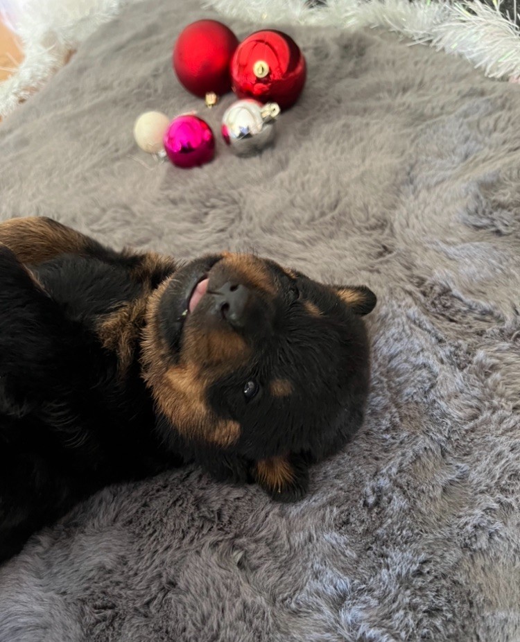 De La Légion De Rottweil - Chiot disponible  - Rottweiler