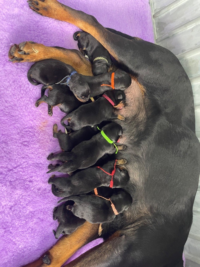 De La Légion De Rottweil - Naissance des bb issus du Multi Champion THANOS et de THORA