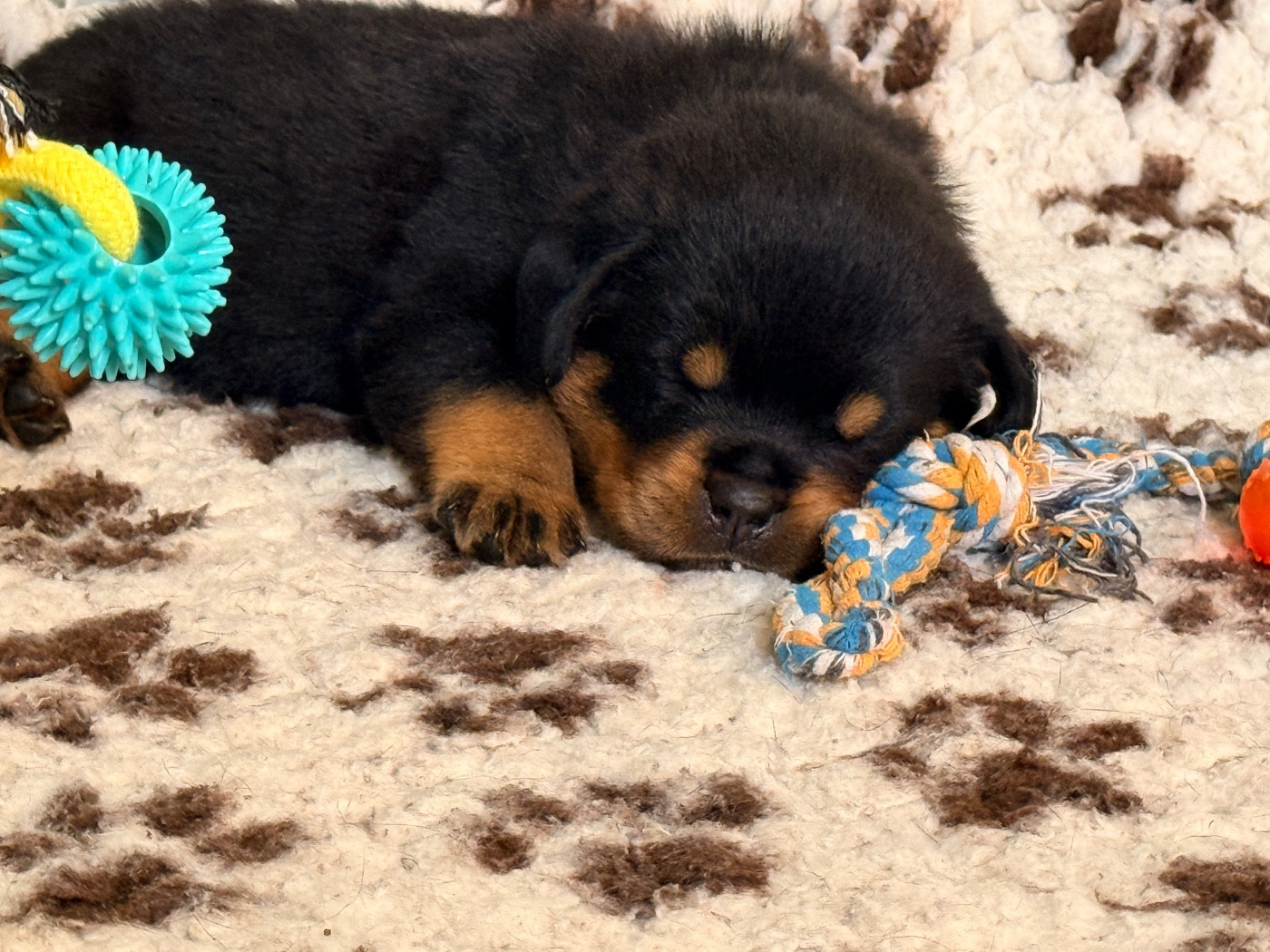 Photo bb Ermion x Ch Shadow