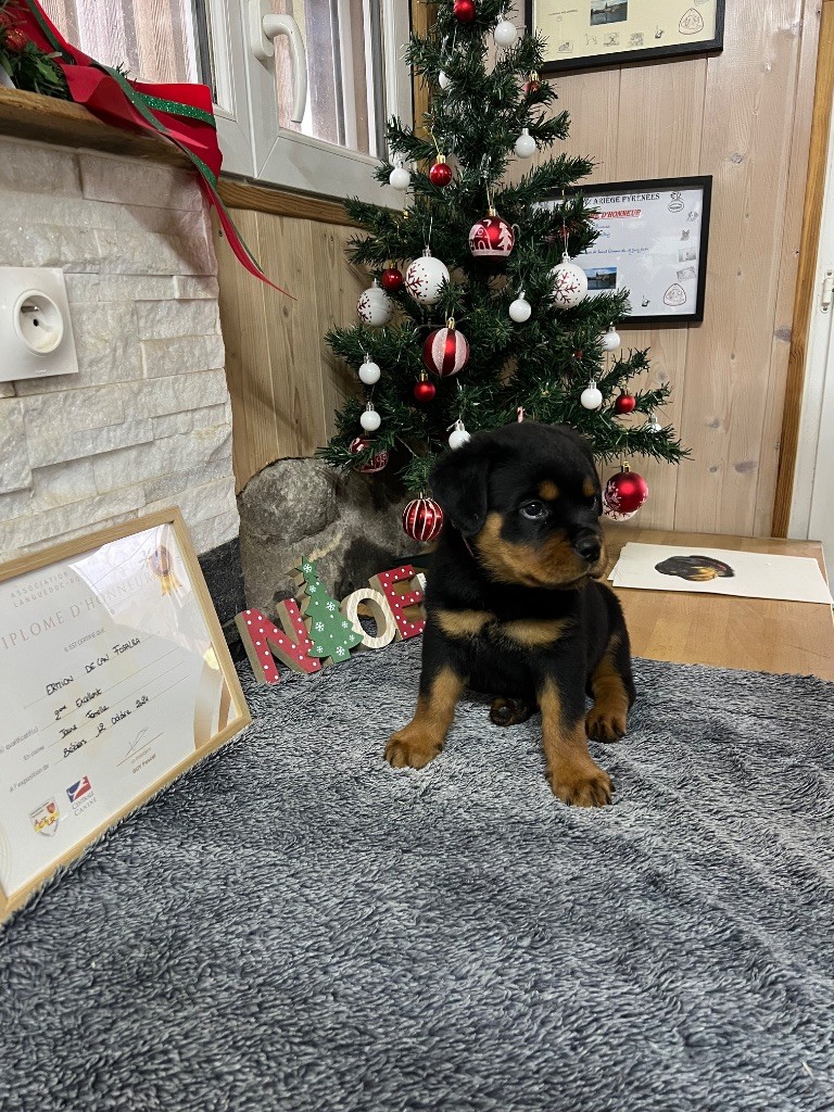 De La Légion De Rottweil - Chiots disponibles - Rottweiler