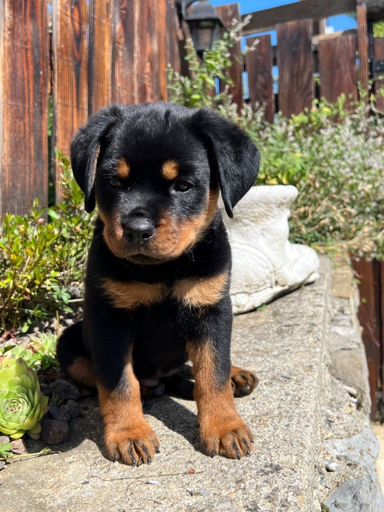 De La Légion De Rottweil - Chiots disponibles - Rottweiler