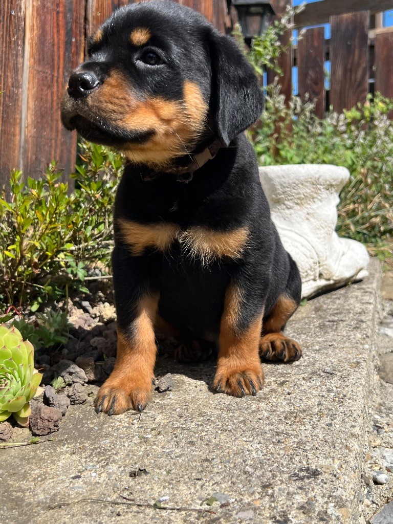 De La Légion De Rottweil - Chiots disponibles - Rottweiler
