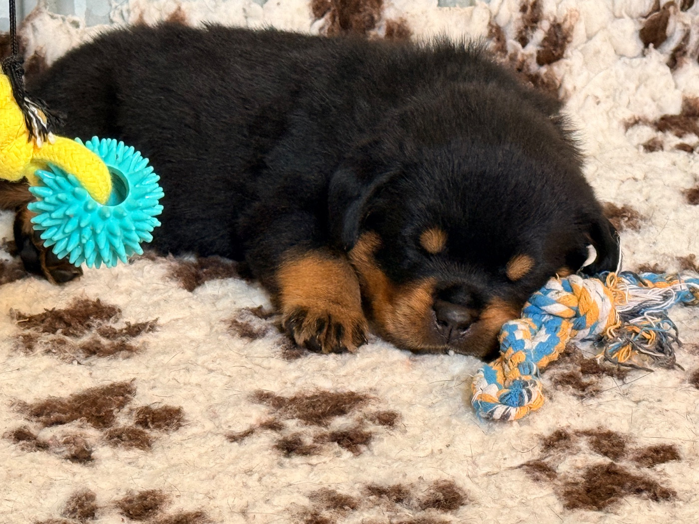 De La Légion De Rottweil - Chiots disponibles - Rottweiler