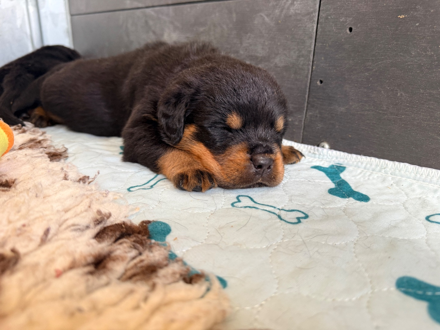 De La Légion De Rottweil - Chiots disponibles - Rottweiler