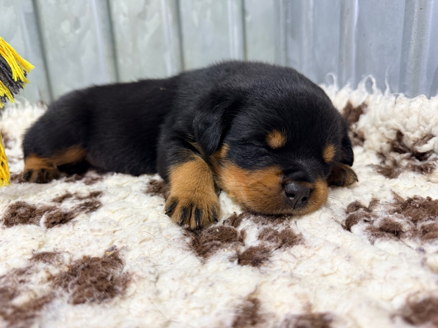 De La Légion De Rottweil - Chiots disponibles - Rottweiler