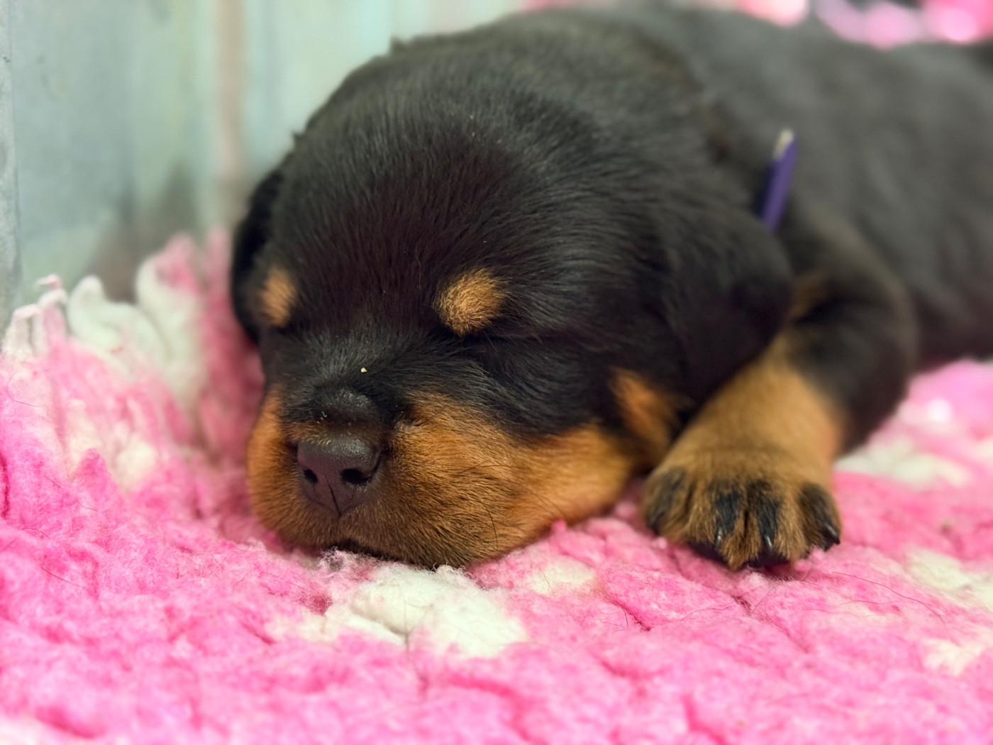 De La Légion De Rottweil - Chiots disponibles - Rottweiler