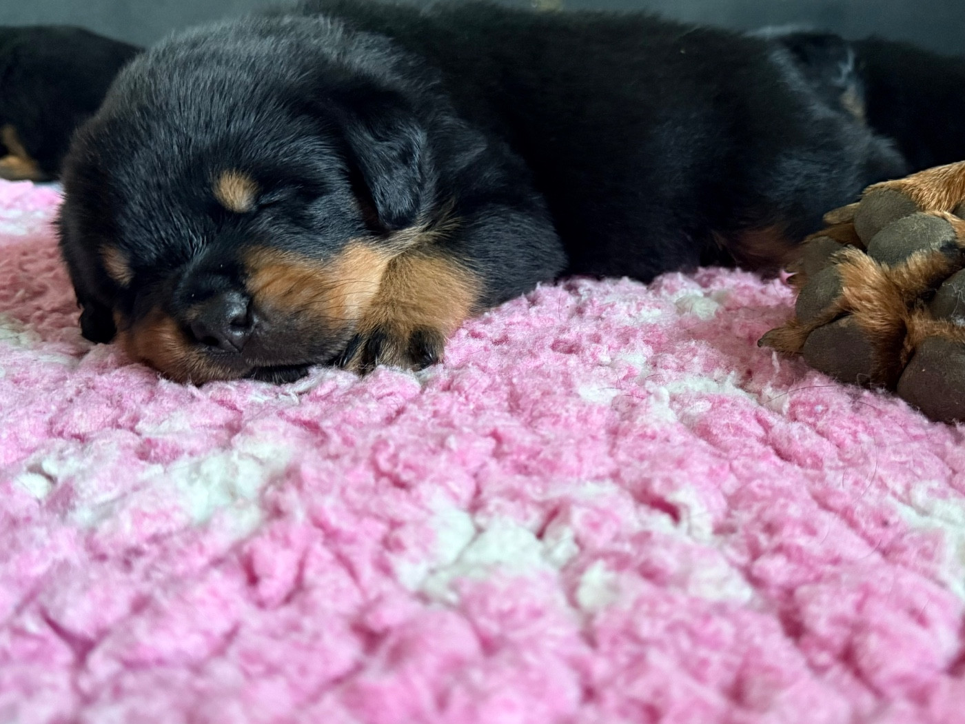 De La Légion De Rottweil - Chiots disponibles - Rottweiler