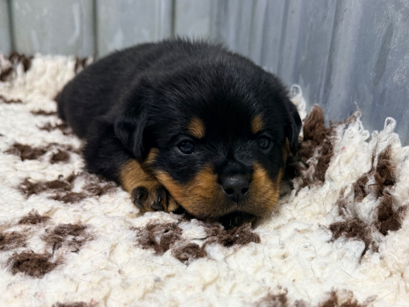 De La Légion De Rottweil - Chiots disponibles - Rottweiler