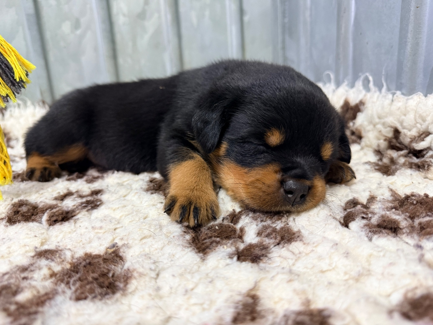 De La Légion De Rottweil - Chiots disponibles - Rottweiler