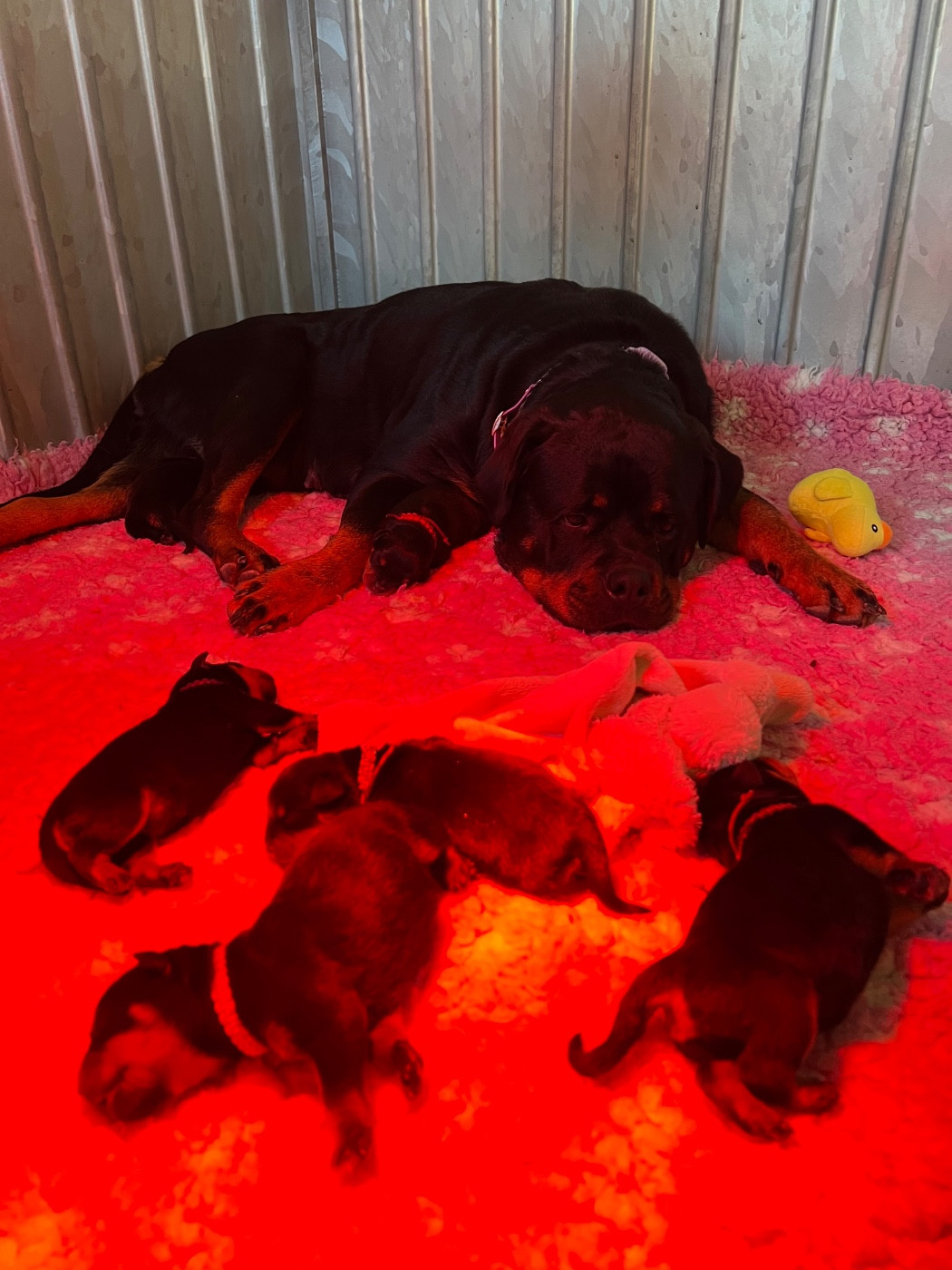 Chiot Rottweiler De La Légion De Rottweil