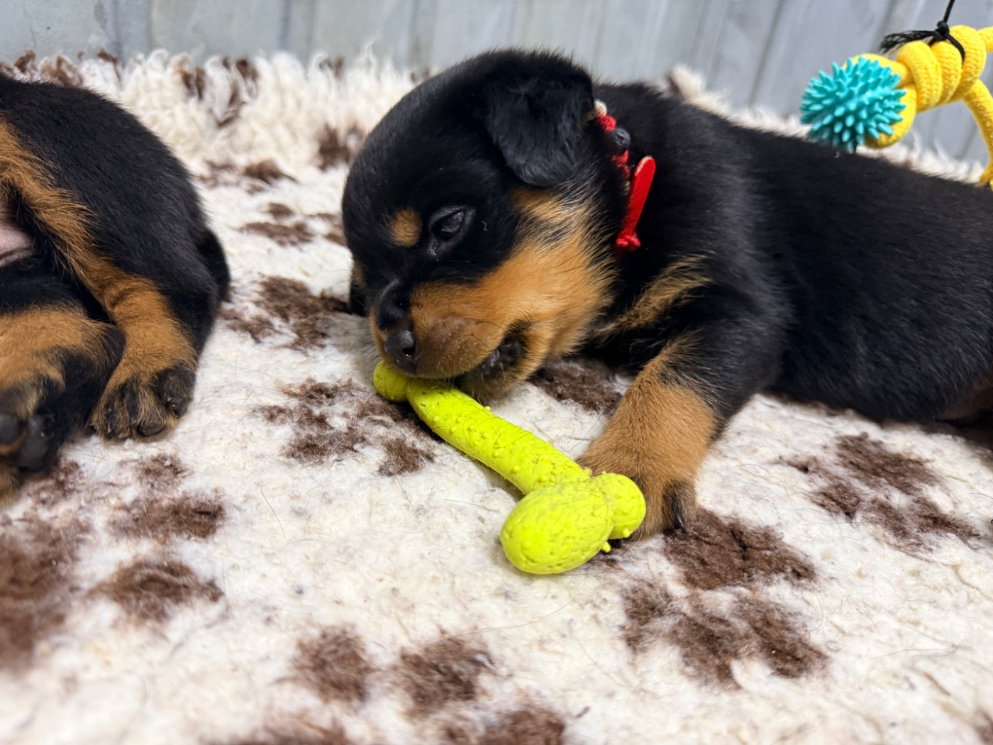 De La Légion De Rottweil - Chiots disponibles - Rottweiler