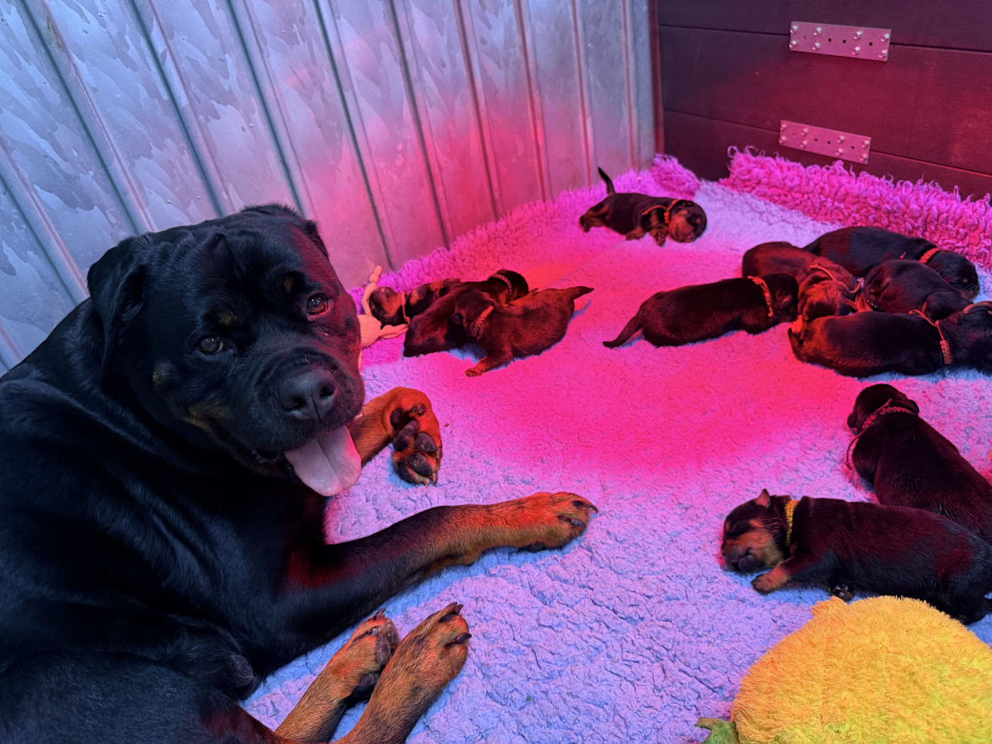 Chiot Rottweiler De La Légion De Rottweil