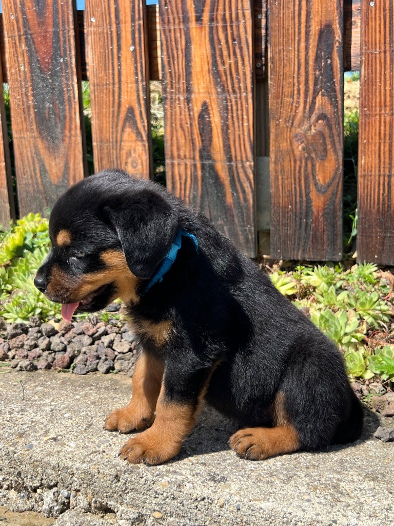 De La Légion De Rottweil - Chiots disponibles - Rottweiler