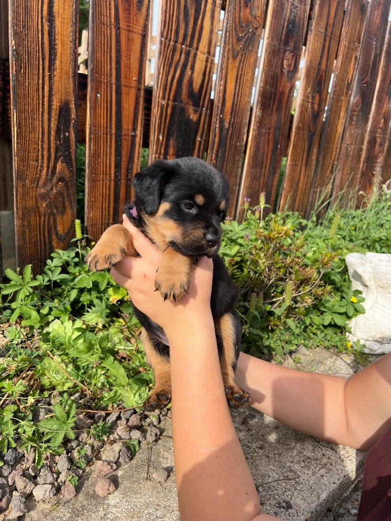De La Légion De Rottweil - Chiots disponibles - Rottweiler