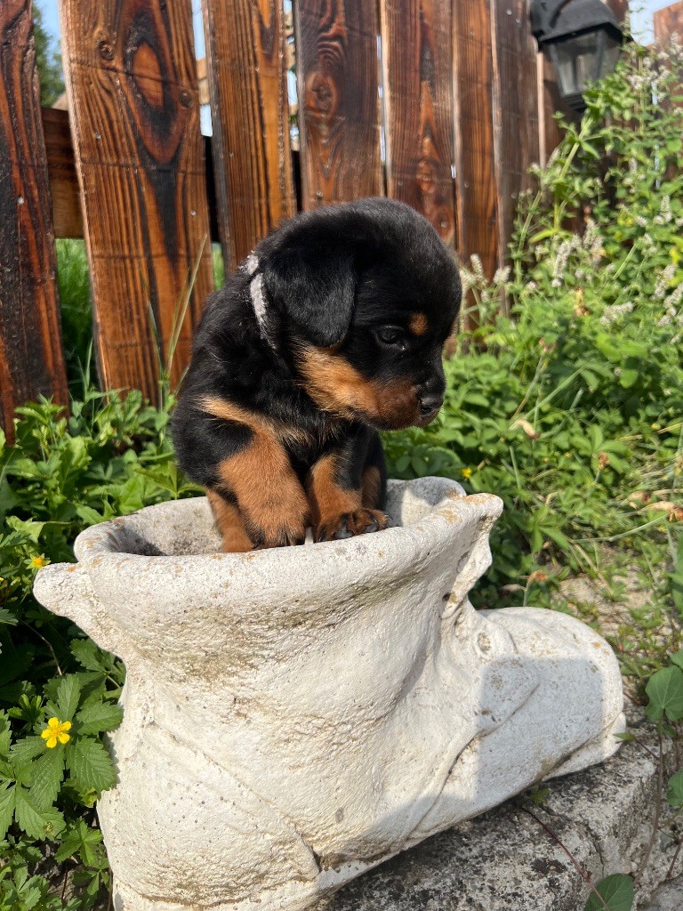 De La Légion De Rottweil - Chiots disponibles - Rottweiler