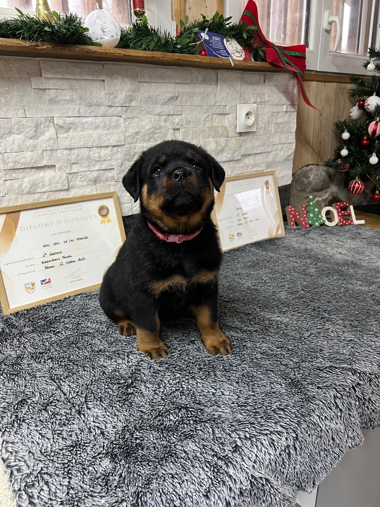 De La Légion De Rottweil - Chiots disponibles - Rottweiler