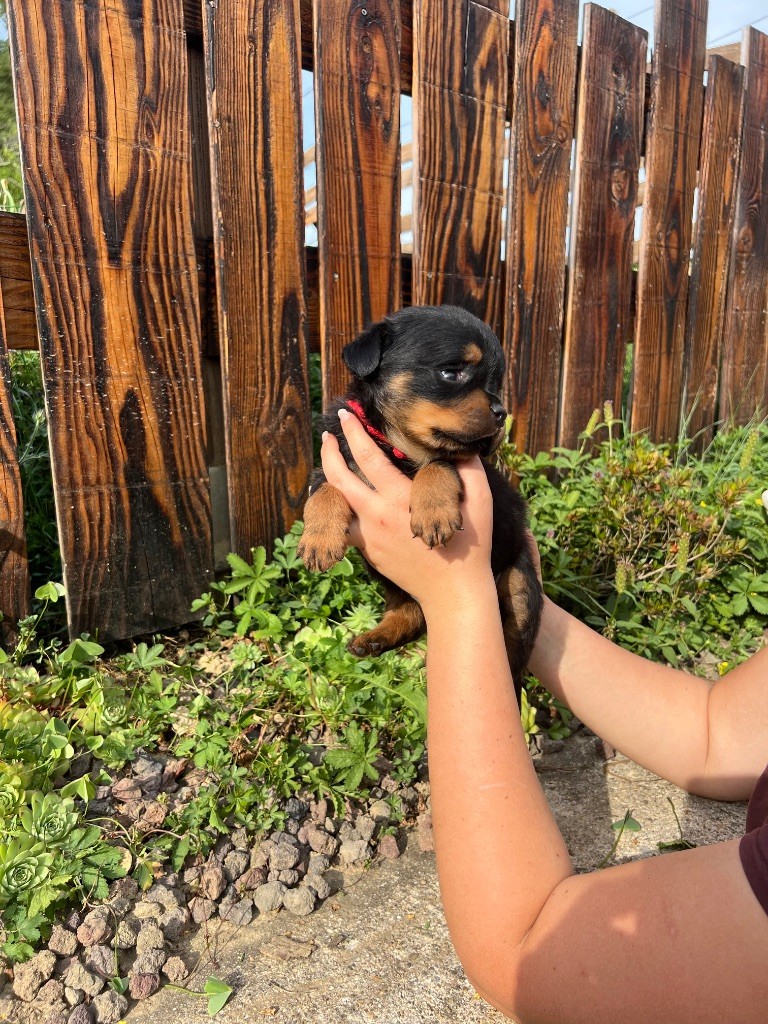 De La Légion De Rottweil - Chiots disponibles - Rottweiler