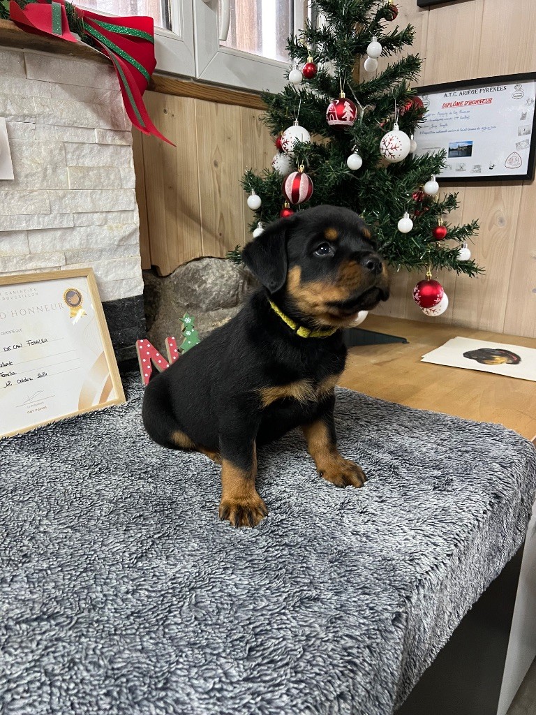 De La Légion De Rottweil - Chiots disponibles - Rottweiler