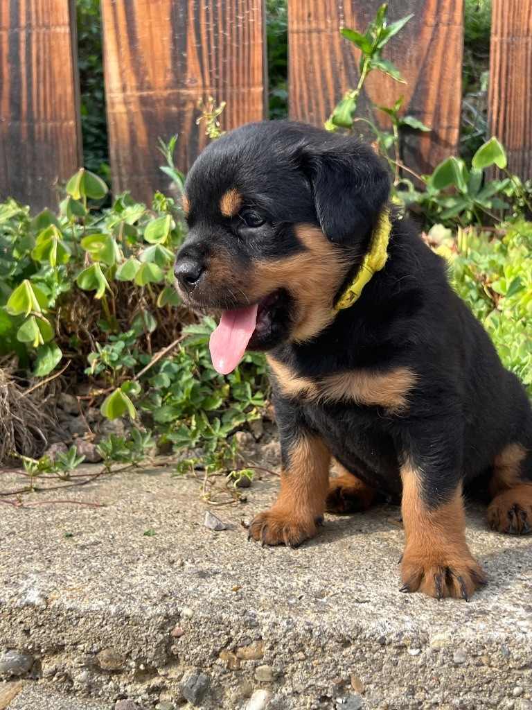 De La Légion De Rottweil - Chiots disponibles - Rottweiler