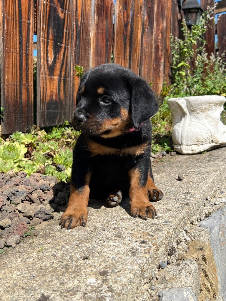 De La Légion De Rottweil - Chiots disponibles - Rottweiler