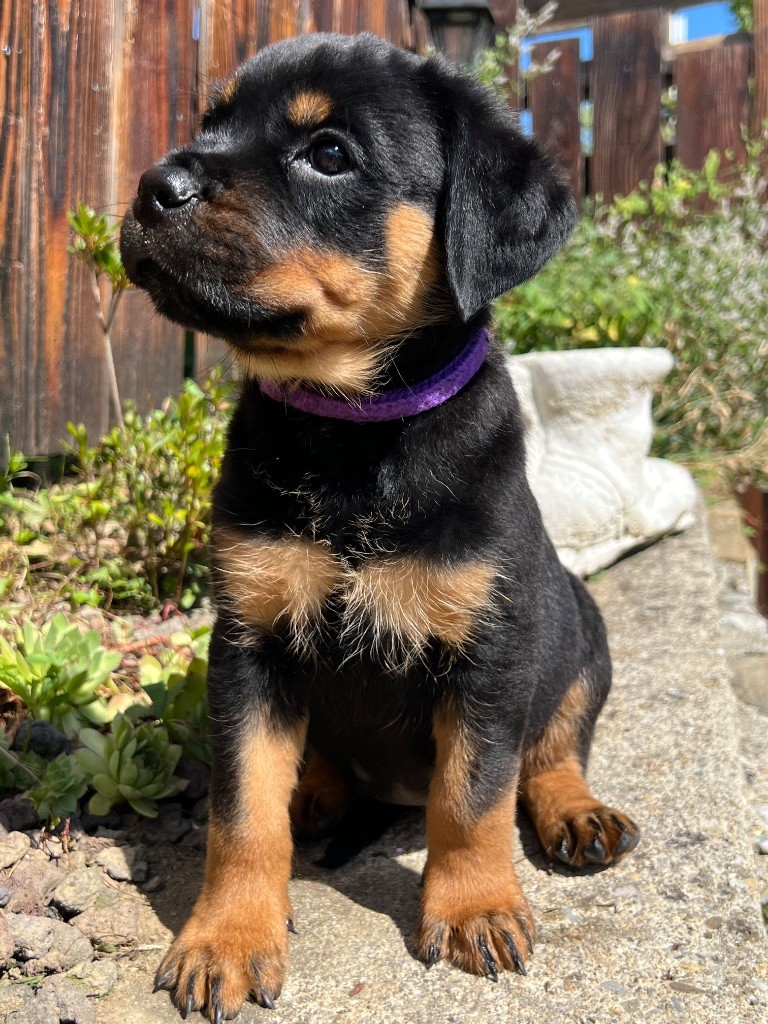 De La Légion De Rottweil - Chiots disponibles - Rottweiler