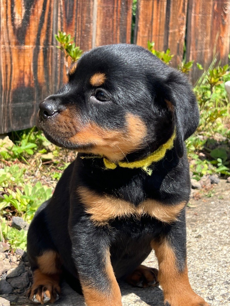 De La Légion De Rottweil - Chiots disponibles - Rottweiler