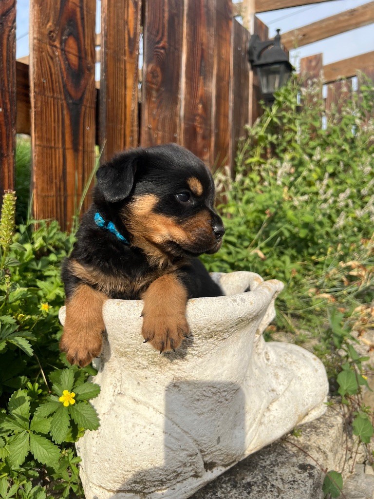De La Légion De Rottweil - Chiots disponibles - Rottweiler