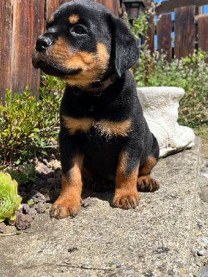 CHIOT collier marron