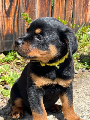 CHIOT collier jaune 