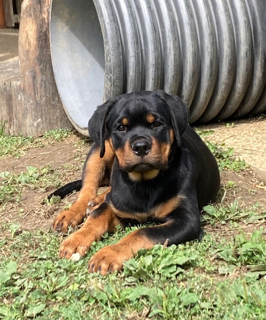 De La Légion De Rottweil - Chiots disponibles - Rottweiler