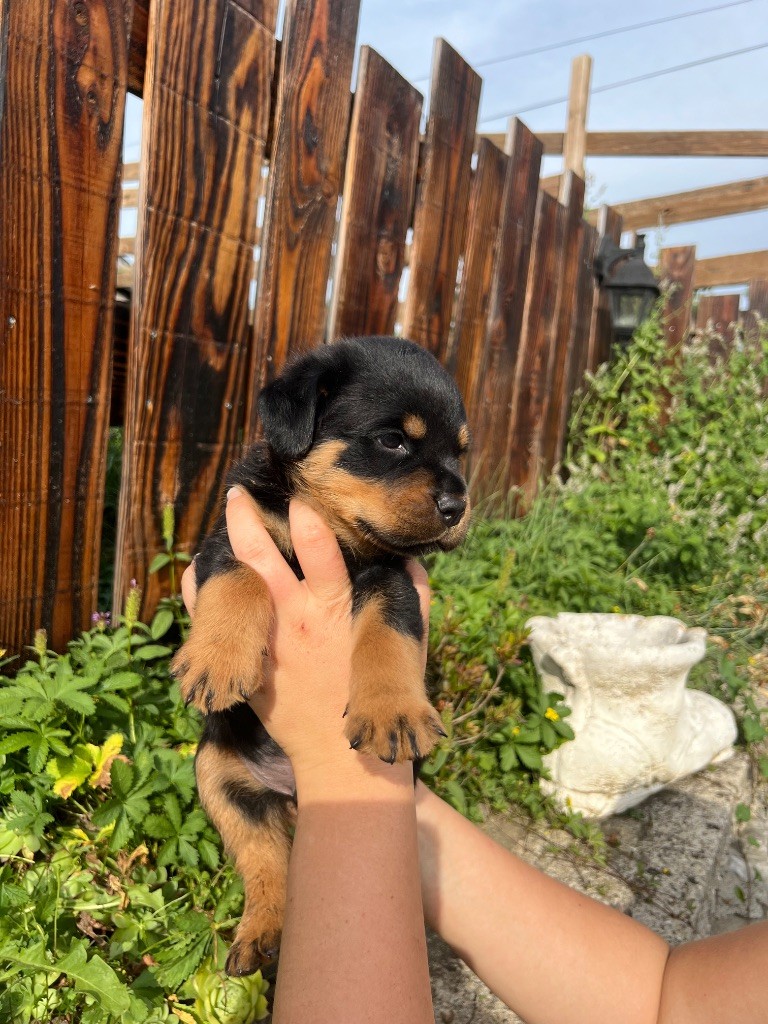De La Légion De Rottweil - Chiots disponibles - Rottweiler