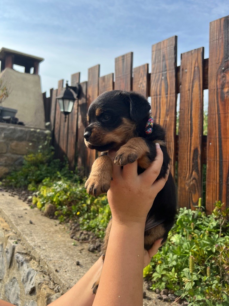 De La Légion De Rottweil - Chiots disponibles - Rottweiler