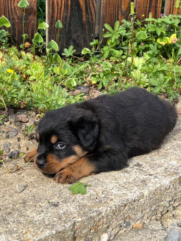 De La Légion De Rottweil - Chiots disponibles - Rottweiler