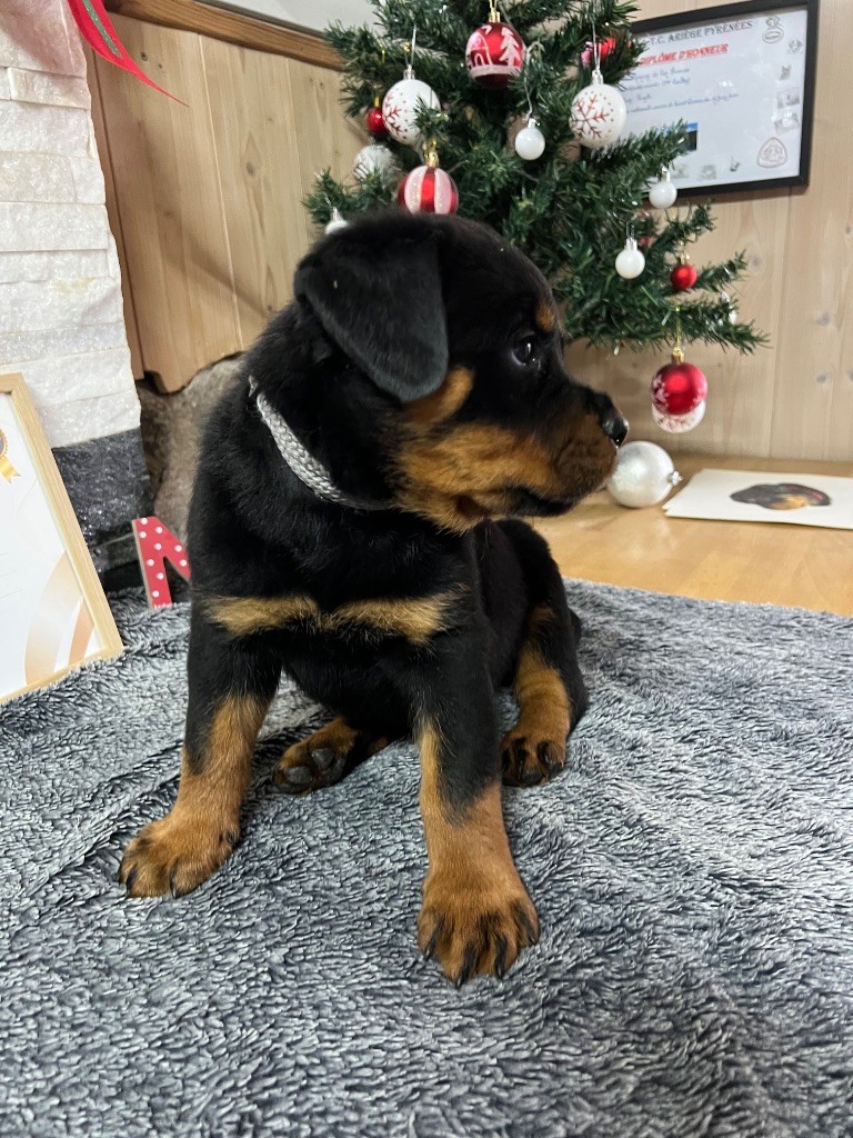 De La Légion De Rottweil - Chiots disponibles - Rottweiler