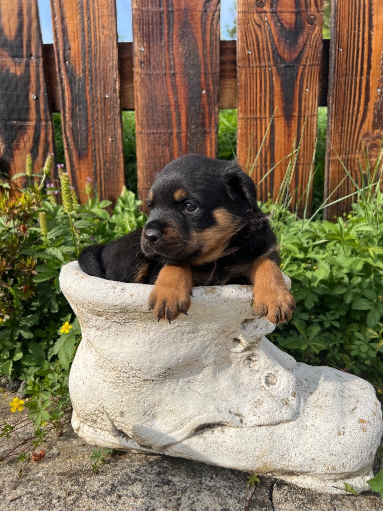 De La Légion De Rottweil - Chiots disponibles - Rottweiler