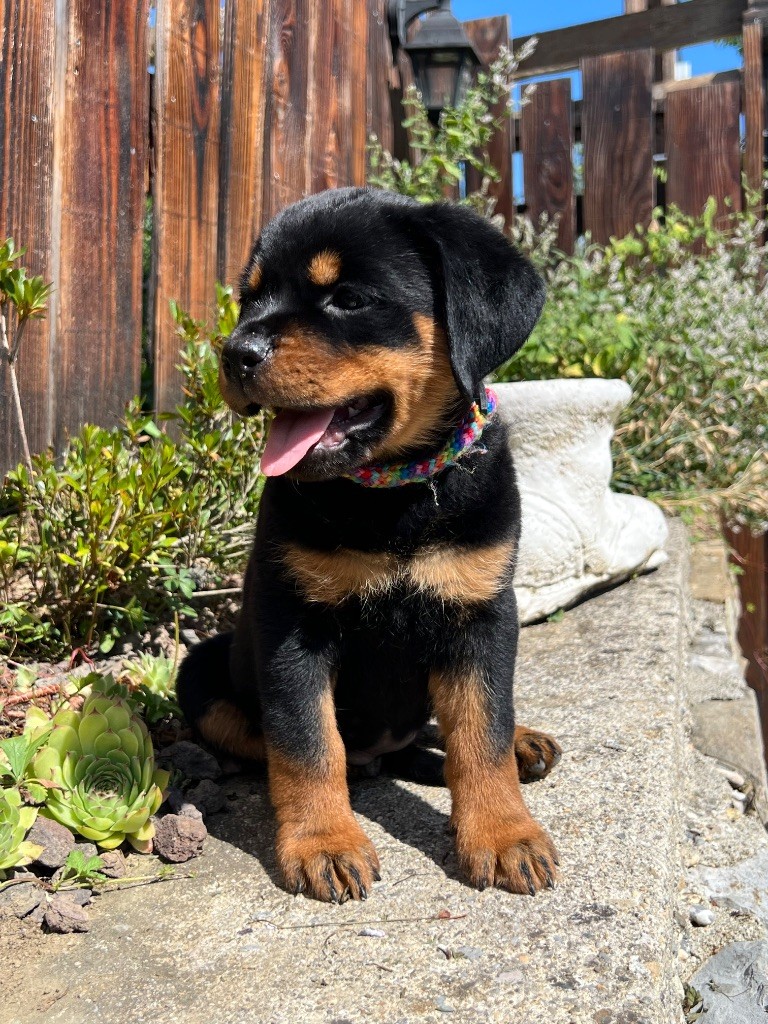 De La Légion De Rottweil - Chiots disponibles - Rottweiler