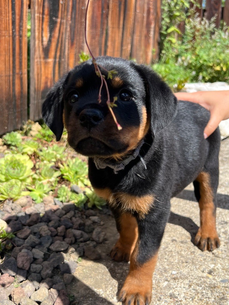 De La Légion De Rottweil - Chiots disponibles - Rottweiler
